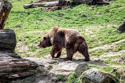 A brown bear walking on a rocky path Stock Photos