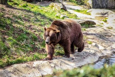 A brown bear walking on a rocky path Stock Photos