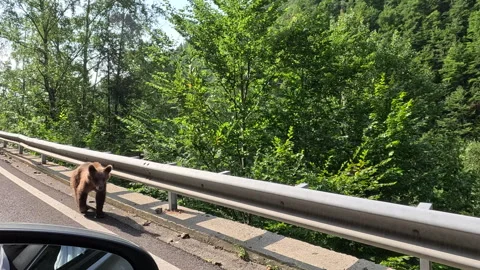 Brown bear walking on the side of a mountain road Stock Footage 316218262