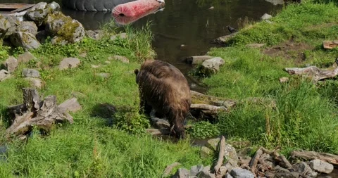 Brown bear walking, Sitka, Alaska. Stock Footage 332610075
