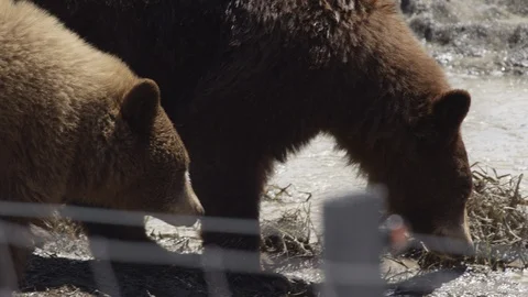 Brown bear walking in slow motion Stock Footage 106592891