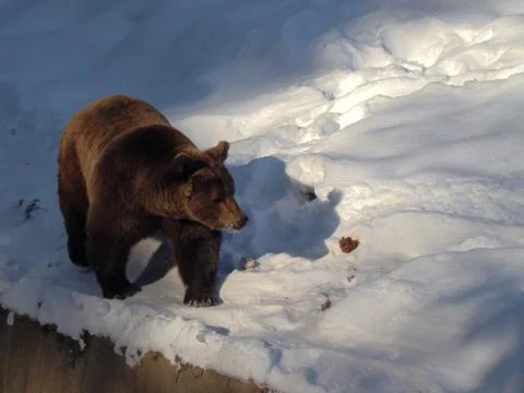 The Brown Bear Walking In Snow At Forest Winter Stock Photos