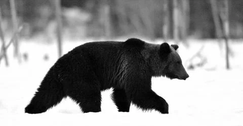 Brown bear walking on the snow in winter forest at night twilight .  Scientif Stock Photos