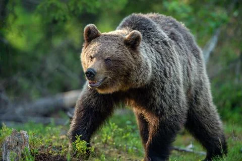 Brown bear walking in the summer forest.  Scientific name: Ursus arctos. Wild Stock Photos