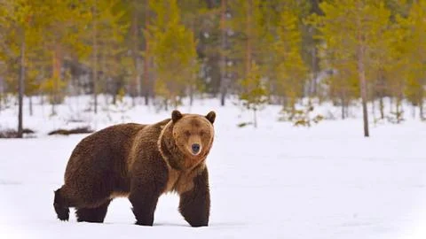 Brown Bear Walking Through Deep Snow in Winter Forest 写真素材