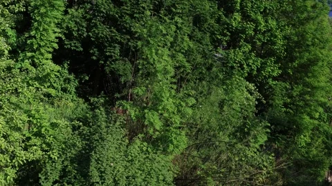 Brown bear walking through the forest, animal wildlife Stock Footage 310851678