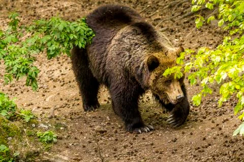 A brown bear walking through a forest. Stock Photos