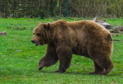 Brown bear walking through the grass, common animal in Eurasia and north Amer Stock Photos