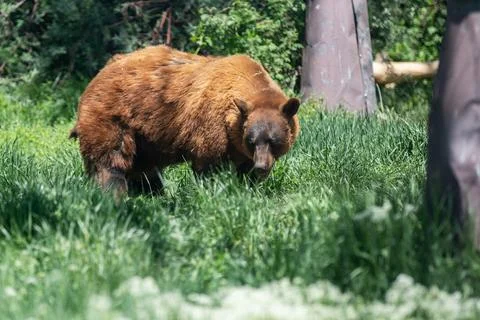 A brown bear is walking through a grassy field Stock Photos