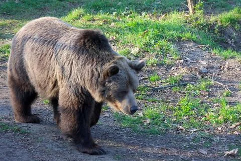 Brown bear walking through a grassy area with patches of dirt and scattered.. Foto stock