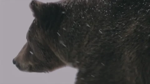Brown bear is walking through the snow in a hurry, High level shoot, Video stock 221515547