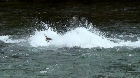 Brown Bear Walking Upriver Lunges at a Salmon But Misses Stock Footage 51262651