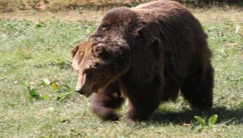 Brown Bear walking, Ursus arctos Video stock 10561600