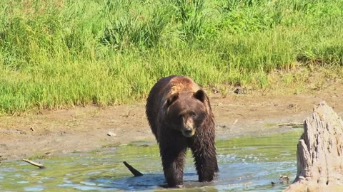 Brown bear walking in water Stock Footage 237508813