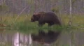Brown Bear walking water reflection Video HD