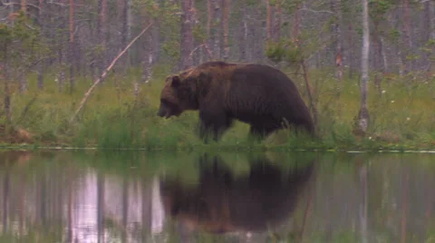 Brown Bear walking water reflection Stock Footage