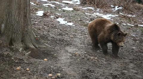 Brown Bear Walking in Wild Forest with Snow Winter Season Nature Wilderness Day Stock Footage 21472202