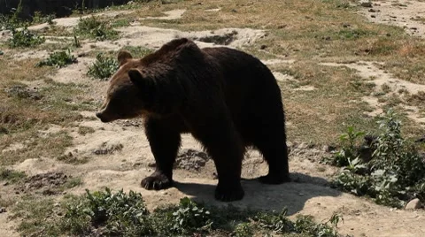 Brown Bear Walking in Wilderness Big Animal Looking in Nature Dry Land Summer Stock Footage 8622014