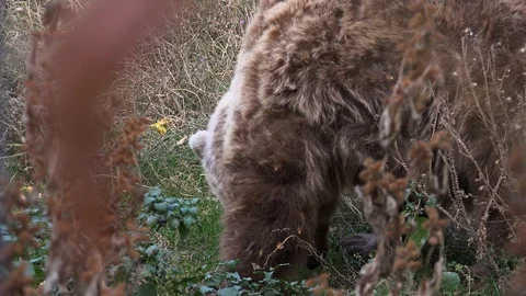 Brown bear walking in the woods looking for food  in the autumn season Stock Footage 97196736