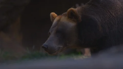 Brown bear walking in the zoo Video stock 103786472