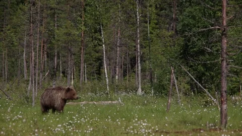 A brown bear walks across a clearing in a forest near Suomussalmi in Finland Video stock 146453111