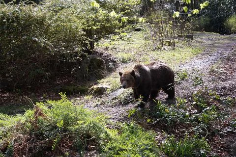 A brown bear walks along a path among the bushes, a sunny spring day Stock Photos