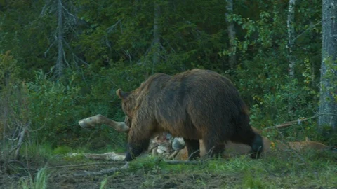 Brown Bear walks around a carcass in the wild Stock Footage 112954893