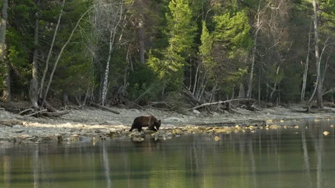 A brown bear walks around a forest lake in search of food. Slow motion Stock Footage 309282859