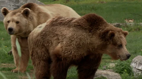 Brown bear walks in field Stock Footage 67453930