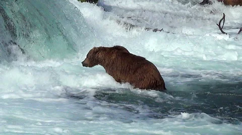 Brown Bear Walks in Foam Below Falls &amp; Tries to Catch Salmon Stock Footage 51130147