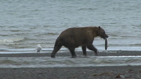 Brown Bear Walks With Fresh Fish Video stock 53498199