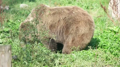 Brown bear walks on grass, slow motion Stock Footage 79535849