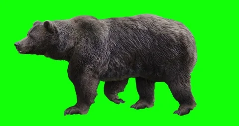 Brown Bear walks. Green screen. Stock-Footage 93960356