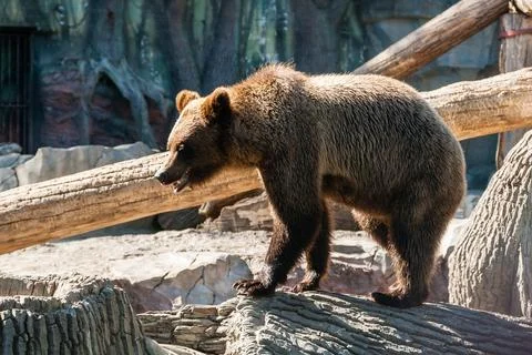 Brown bear walks on a log close-up Stock Photos