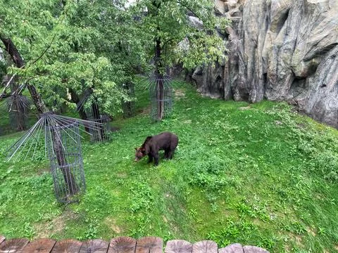 	The brown bear walks Foto stock