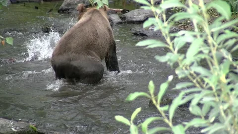 Brown bear walks in river catches fish and eats it, Alaska Stock Footage 219404523