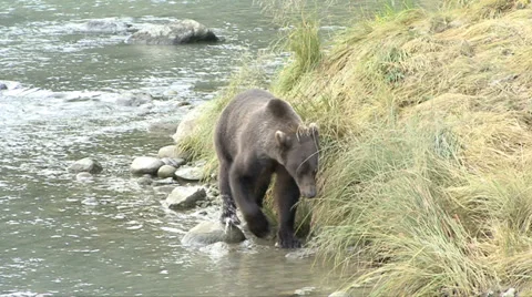 BROWN BEAR WALKS THRU SHORE GRASS Video stock 32582936