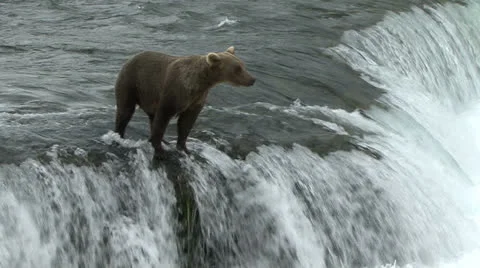 BROWN BEAR WALKS AT TOP Video stock 22556490