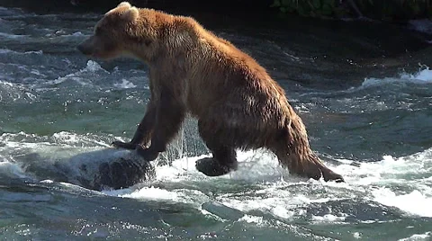 Brown Bear Walks Upstream Against the Current &amp; Steps Up On a Rock Stock Footage 50913812
