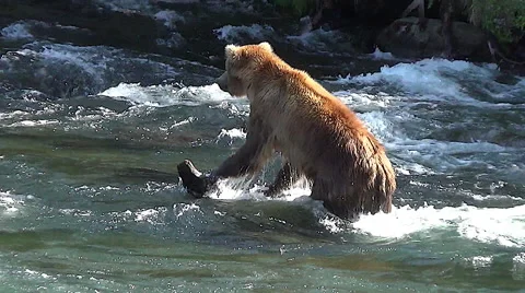 Brown Bear Walks Upstream Against the Current &amp; Steps Over a Log Stock Footage 50914033