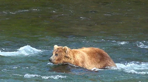 Brown Bear Walks Upstream Against Current in Nice Light Stock Footage 51366644