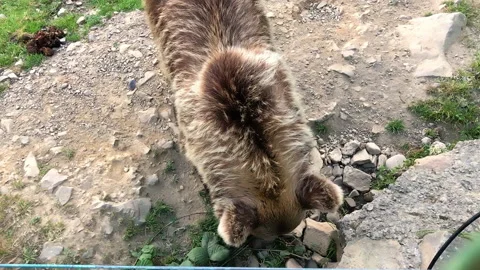 Brown bear walks in the woods. Eats bread holding two paws. Carpathians. It Stock Footage 138999475