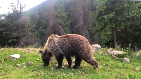 Brown bear walks in the woods. It burns. Carpathians Stock Footage 137316957