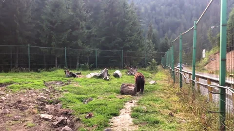 Brown bear walks in the woods. It burns. Carpathians Stock Footage 137644991