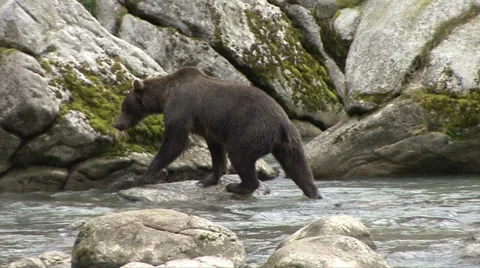 BROWN BEAR WANDERS THRU ROCKS 動画素材 32584044