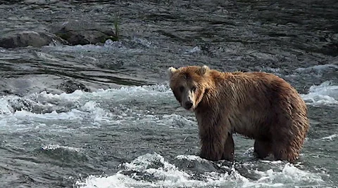 Brown Bear in Water Dives for Fish Stock Footage 50776241