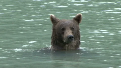 BROWN BEAR IN WATER 库存影片 32549502