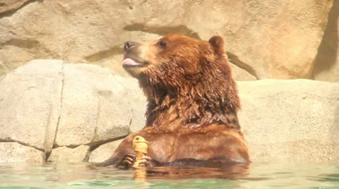 Brown Bear in the Water Stock Footage 33539911