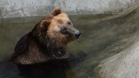 Brown bear in water Stock Footage 90085860