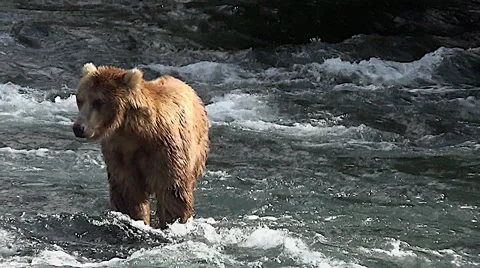 Brown Bear in the Water Looking Downstream in Golden Morning Light Stock Footage 50778381